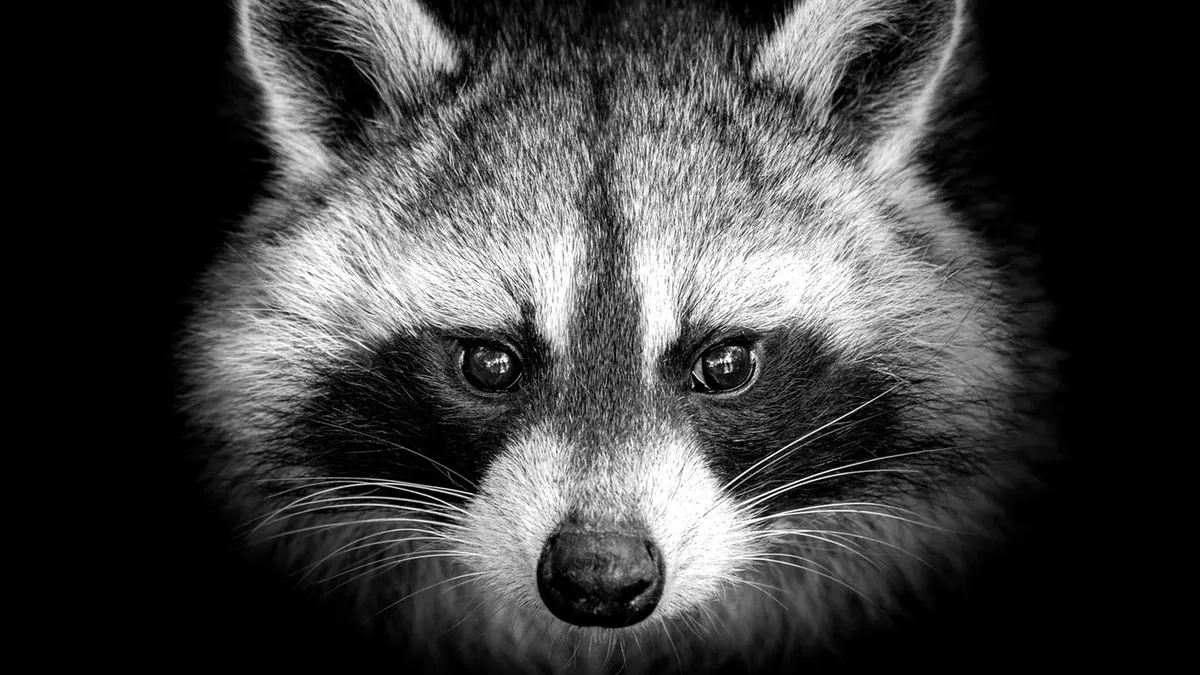 takian.ir raccoon stealer v2 latest generation raccoon family